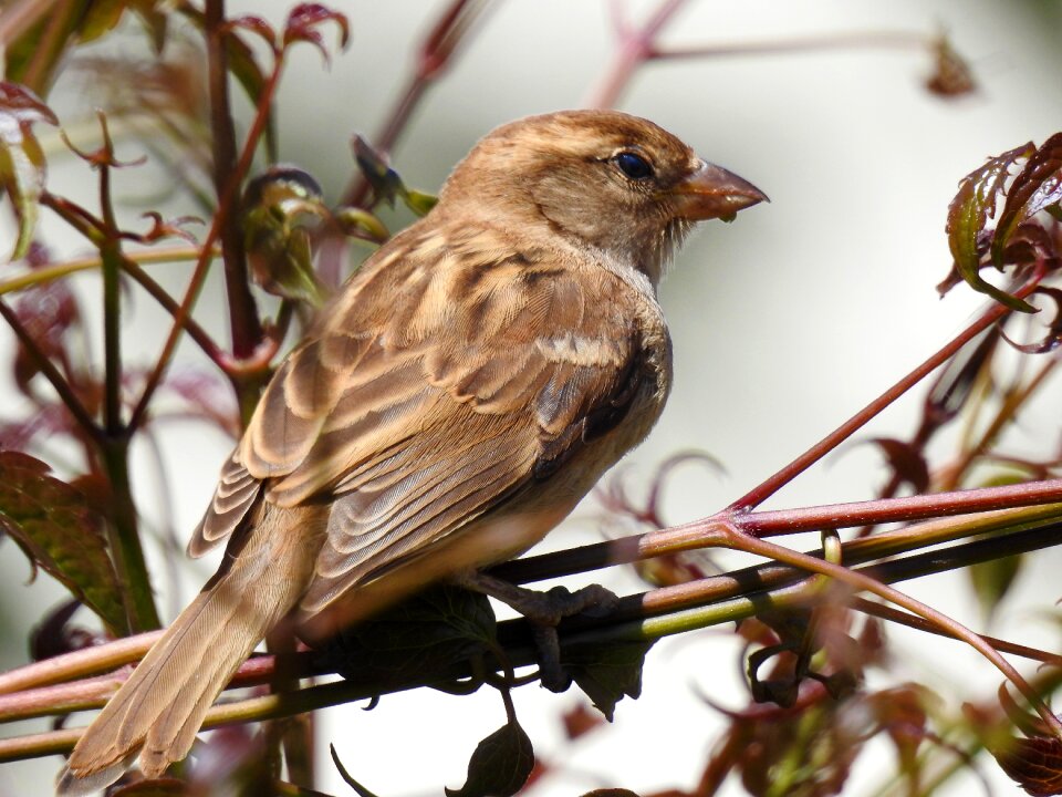 Sparrow garden nature