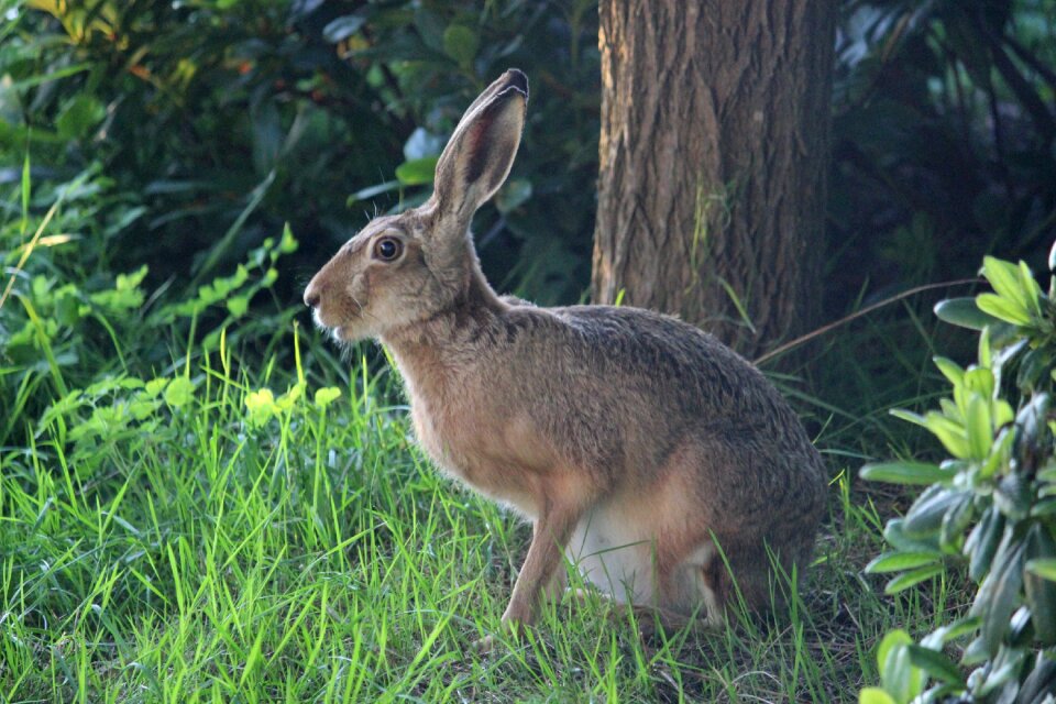Long eared wild animal ears big