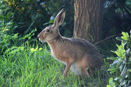 Long eared wild animal ears big