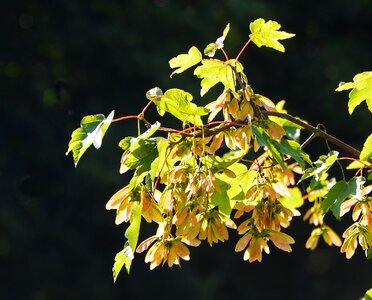 Spring tree nature