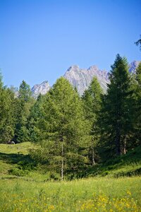 Of course meadow trees sky photo