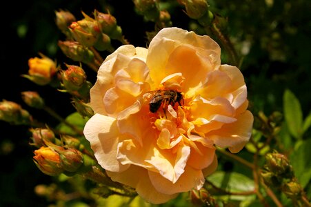 Rampler climbing rose tender photo