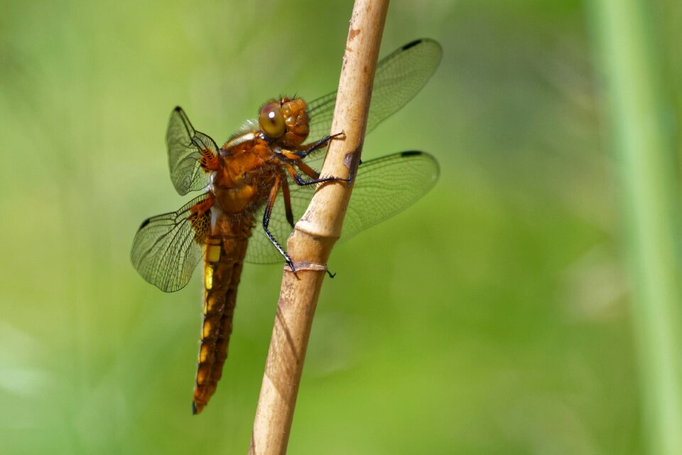 Libellula depressa sailing dragonfly insect