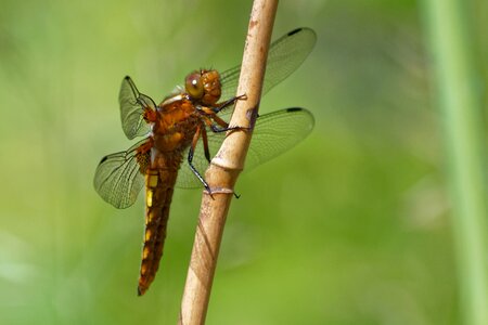 Libellula depressa sailing dragonfly insect photo