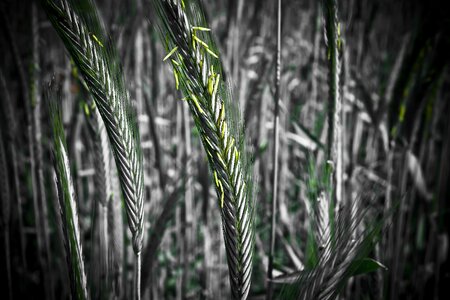 Wheat nature field