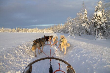 Dog sled snow sled dog racing photo