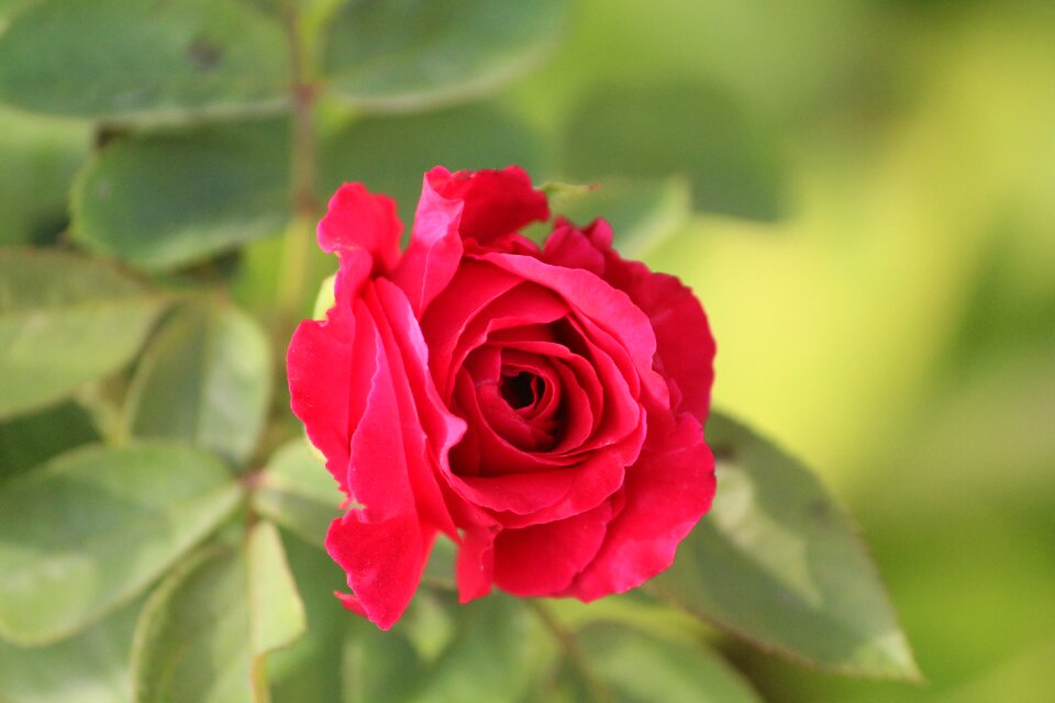 Rose blossom pixabay