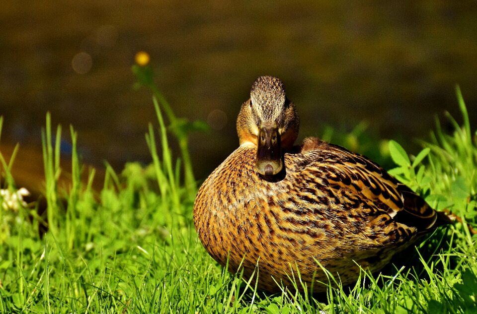 Duck bird animals bird photo