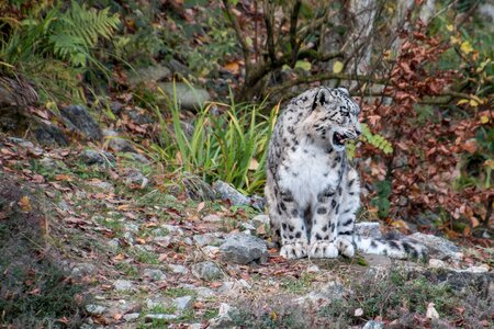 Big cat predator noble