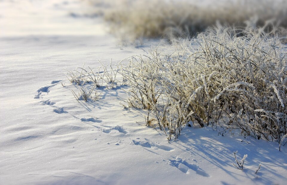 Snow grass hoarfrost