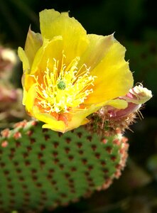 Detail beauty cactus flower