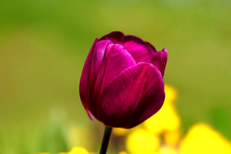 Floral nature season