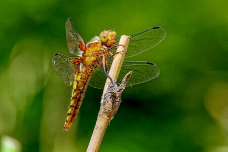Libellula depressa sailing dragonfly insect