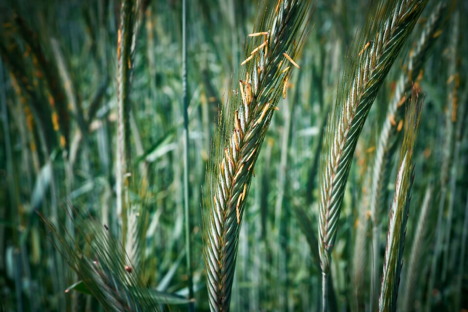 Wheat nature field