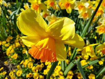 Blossom bloom yellow flowers