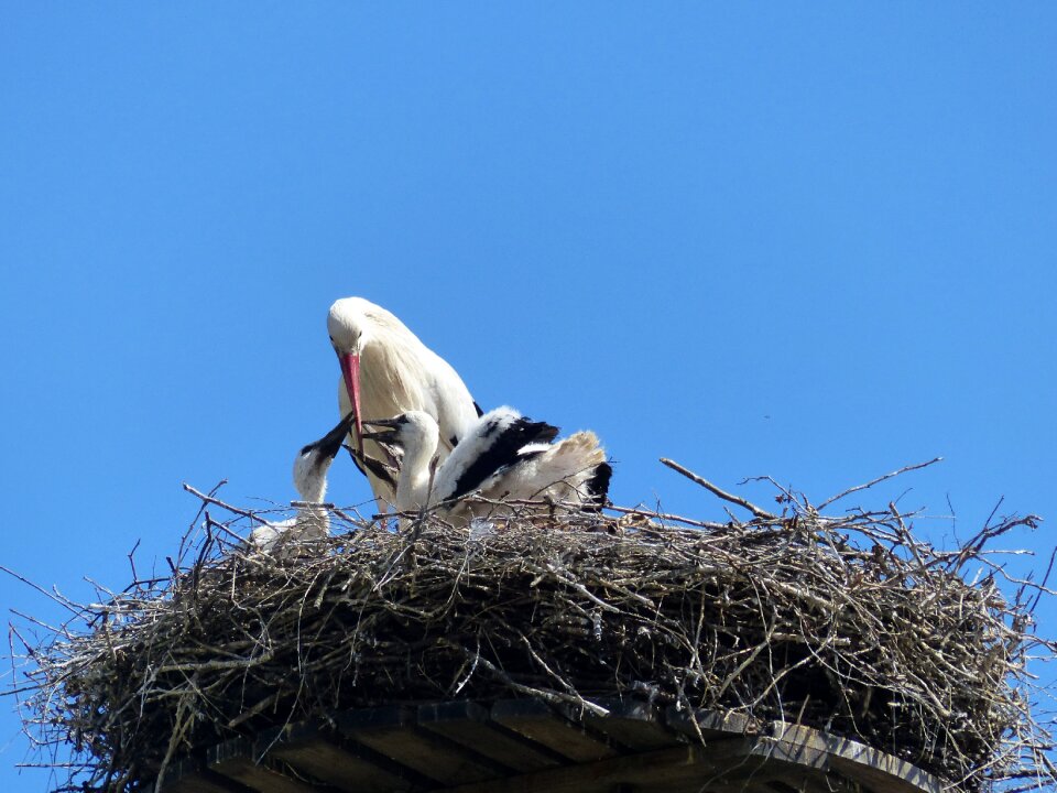 Bill storchennest rattle stork