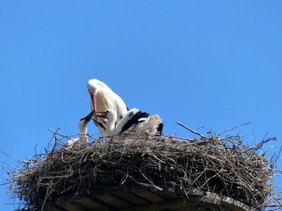 Bill storchennest rattle stork photo