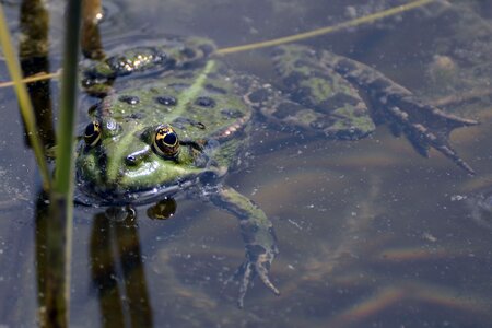Water frogs pond with frogs photo