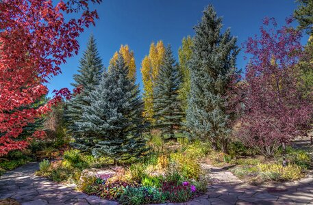 Foliage trees flowers sky photo