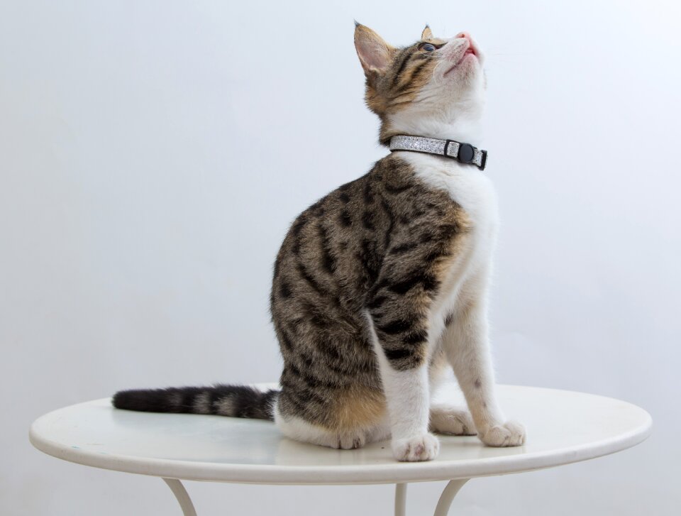 Animal kitten curiosity