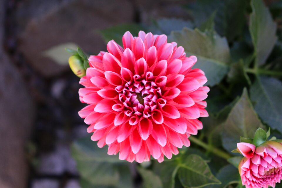 Bloom garden garden plant