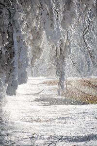 White hoarfrost winter magic