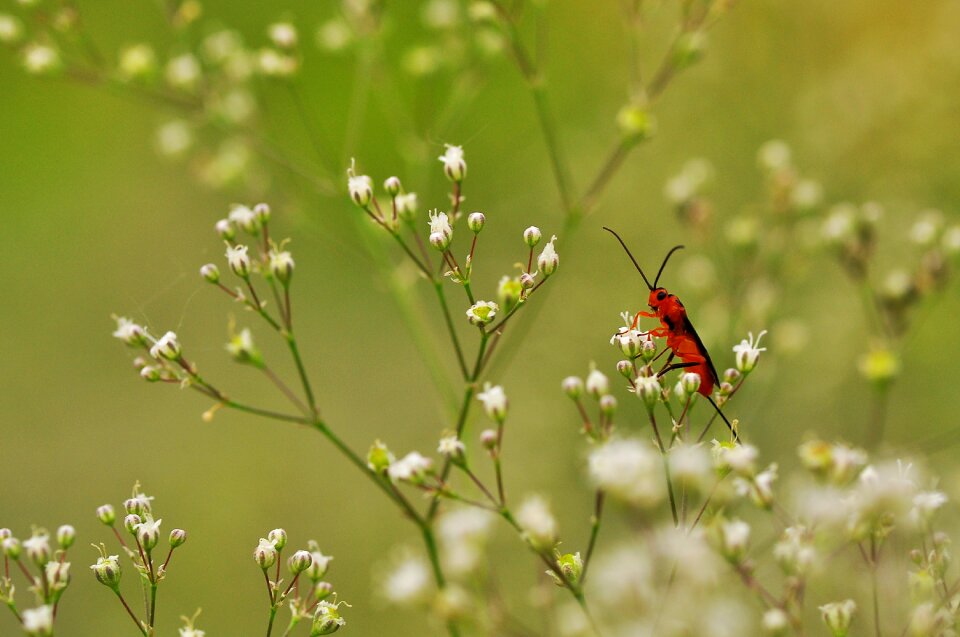 Macro insect summer