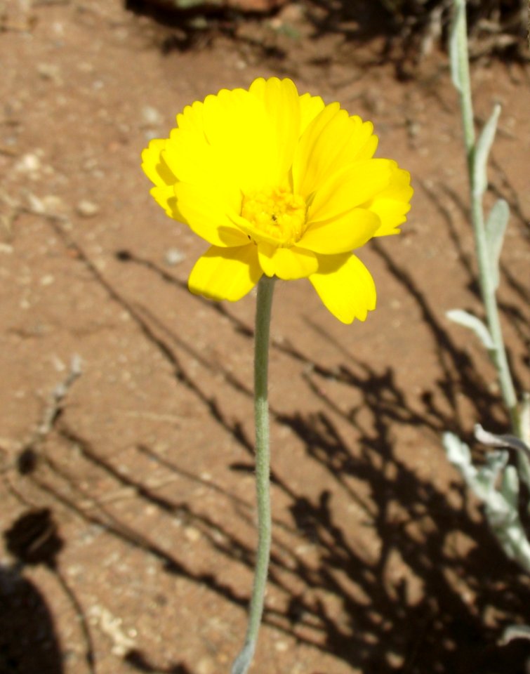 Baileya multiradiata