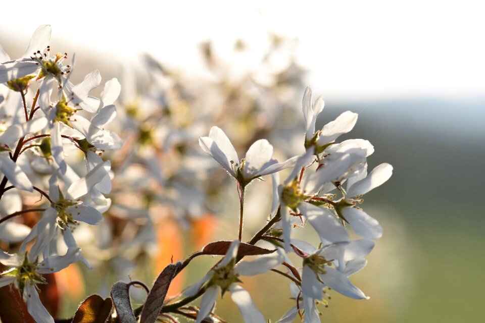 Bloom inflorescence spring