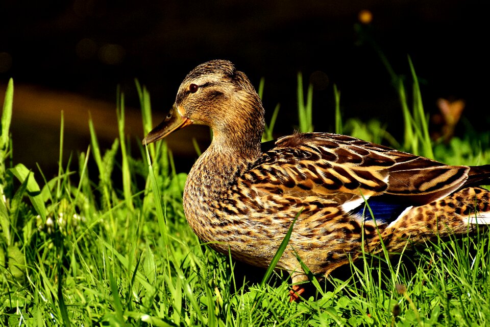 Duck bird animals bird
