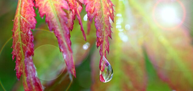 Drop of water maple leaf run off