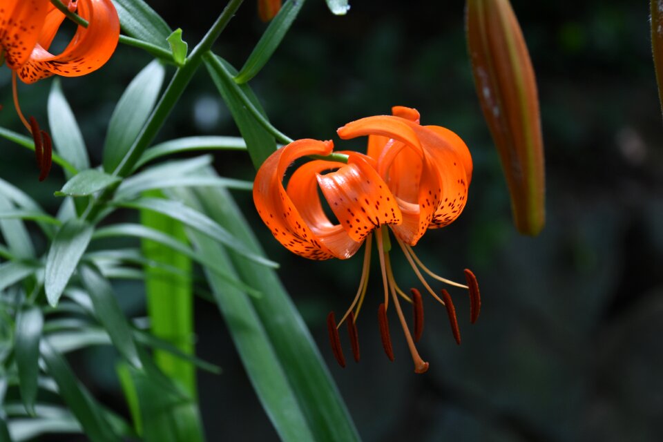 Mountain horse naira orange color