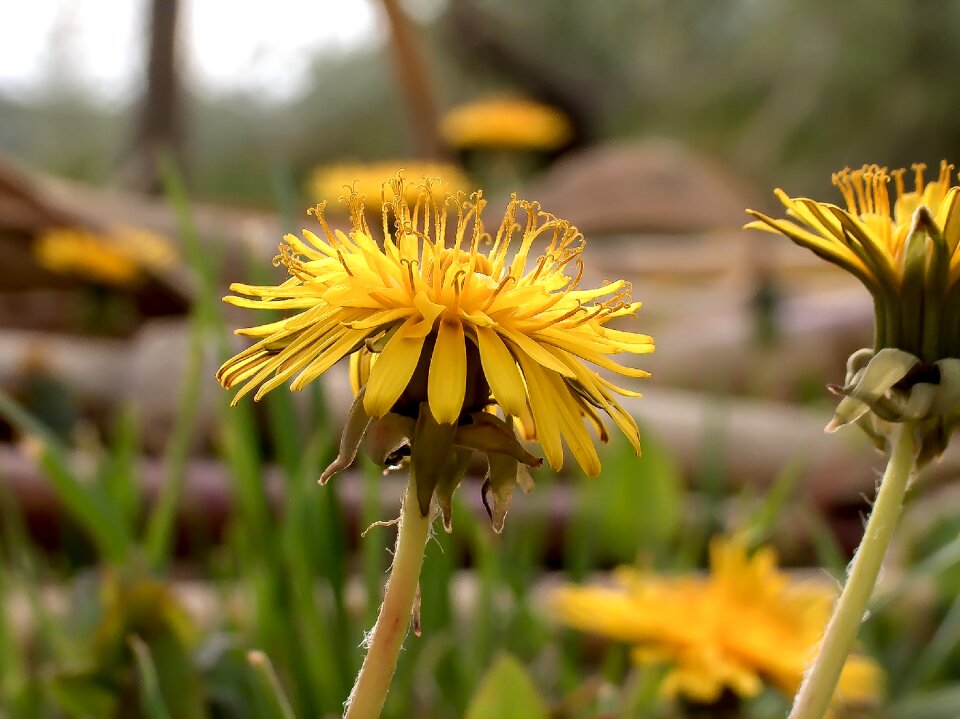 Flowers summer flowers dandelion