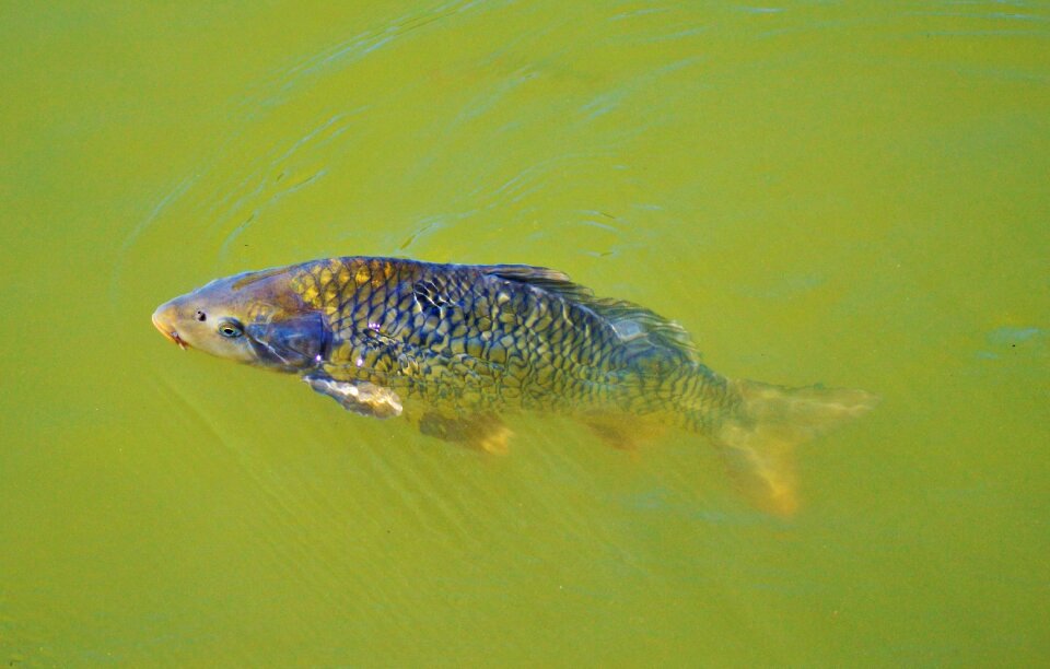 Swim pond water photo