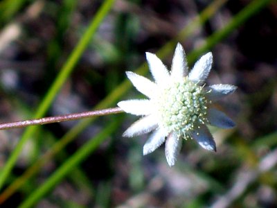Bairne Track White Fliower