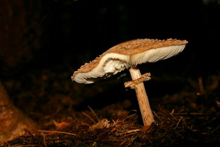 Moist forest mushroom forest floor