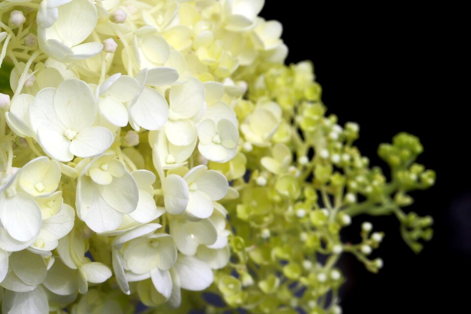 Petal plants nature