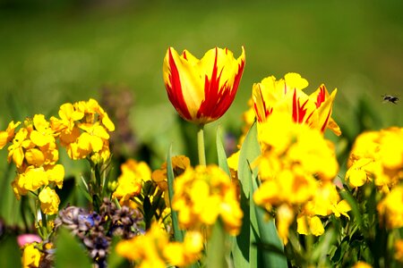 Nature spring floral photo