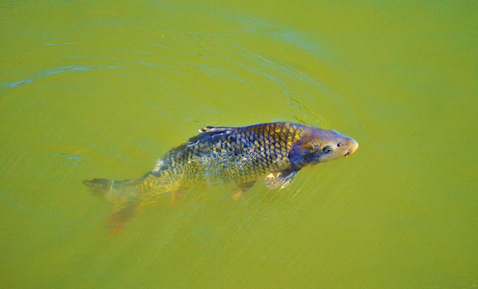 Swim pond water photo