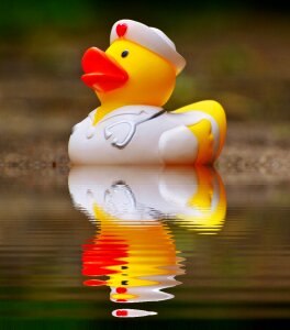 Water nurse quietscheente