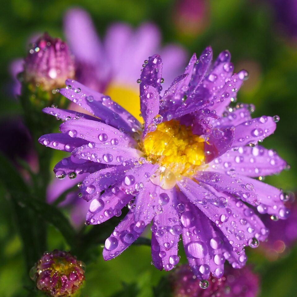 Flower asters nature