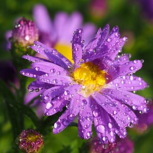 Flower asters nature