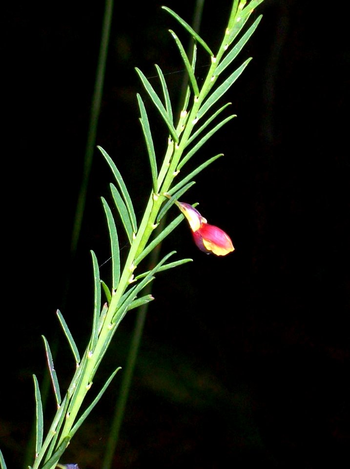 Bairne Track wildflower pea family