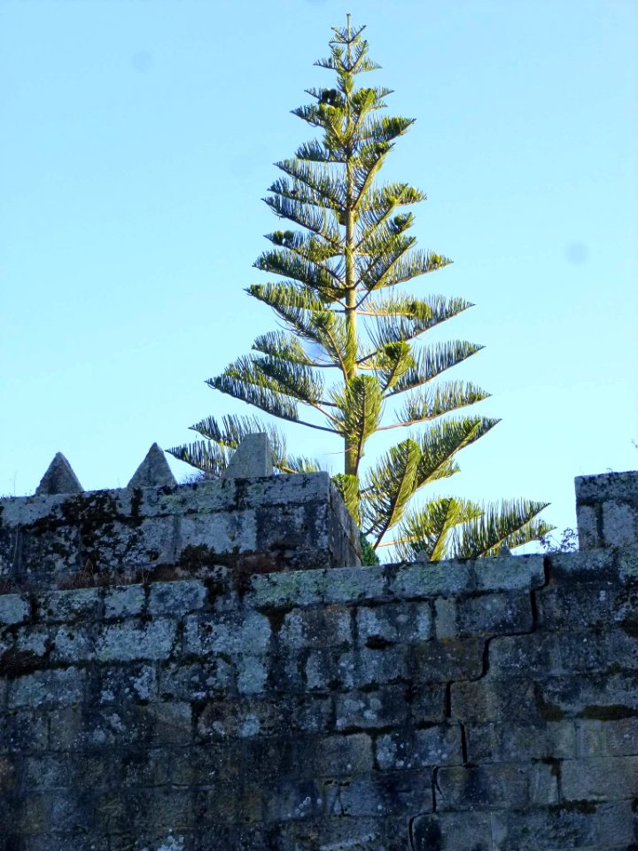 Baiona - Fortaleza de Monterreal 47
