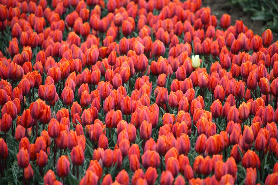 Red white dare to be different