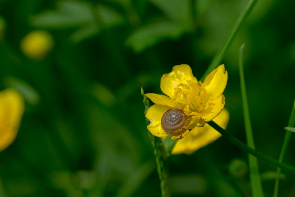 Snail mollusk yellow