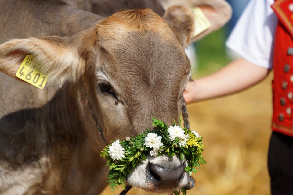 Appenzell stone calf