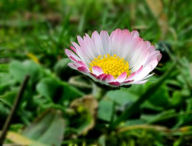 Harbinger of spring close up daisy