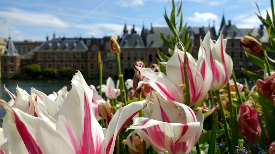 Netherlands parliament historical