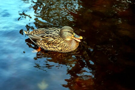 Animal floats croaking